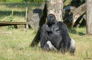 Картинка животные обезьяны горила