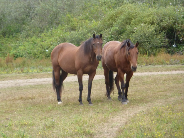Обои картинки фото животные, лошади, луг