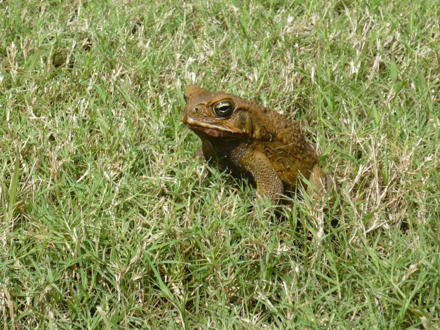 Обои картинки фото животные, лягушки, лягушка