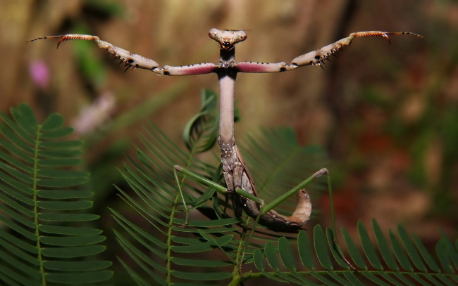 Обои картинки фото животные, богомолы, богомол