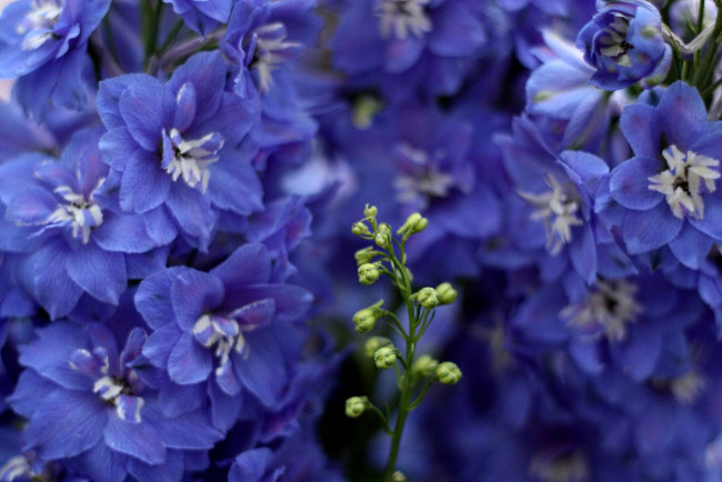 Обои картинки фото цветы, дельфиниум, синий