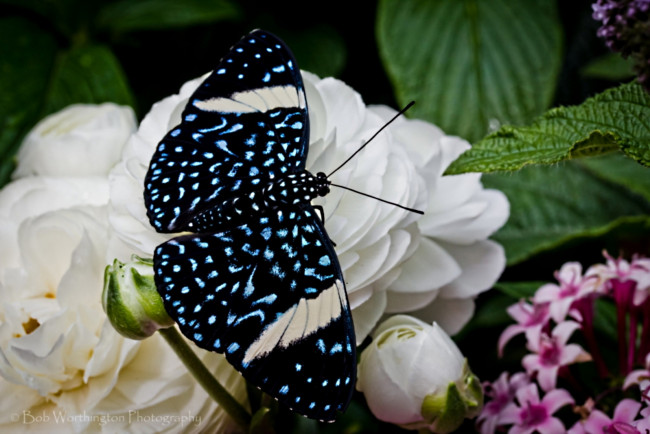 Обои картинки фото животные, бабочки, цветы, крылья
