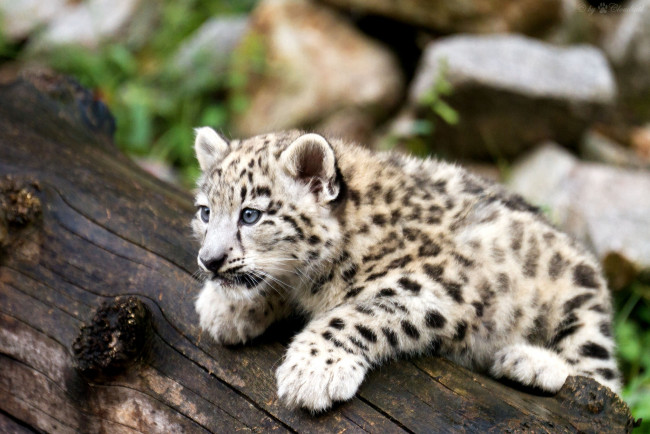 Обои картинки фото животные, снежный, барс, ирбис, малыш