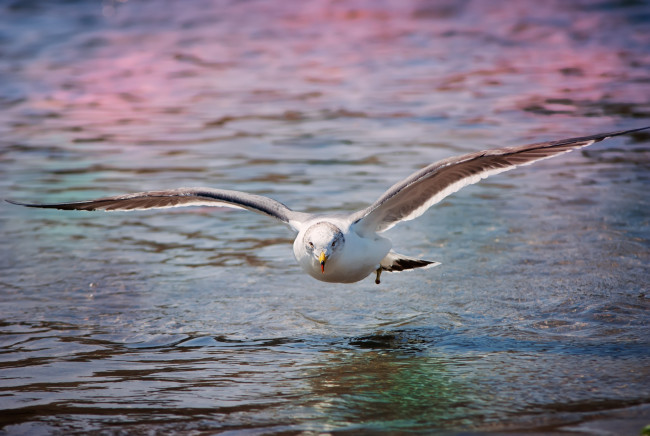 Обои картинки фото животные, Чайки, бакланы, крачки, полет, крылья, чайка, вода