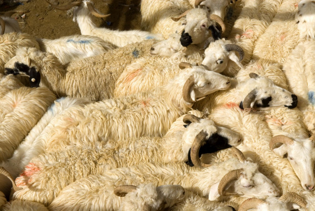 Обои картинки фото животные, овцы, бараны