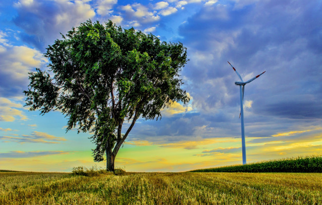 Обои картинки фото природа, деревья, трава, поле, дерево, ветряк