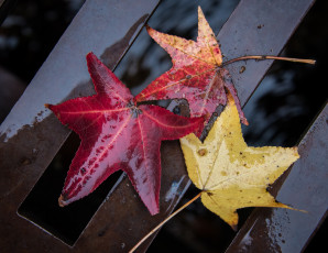 Картинка природа листья сырость осень