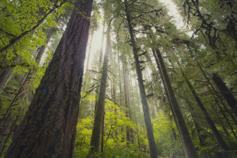 Картинка природа лес деревья стволы