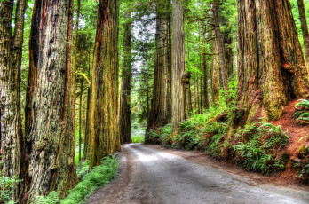 Картинка природа дороги дорога лес