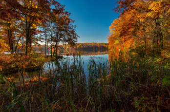 Картинка природа реки озера река лес