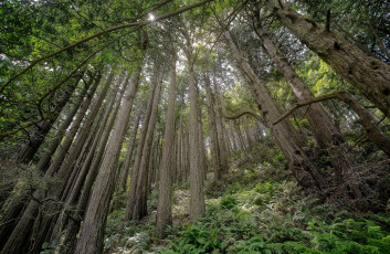 Картинка природа лес чаща склон