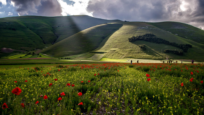 Обои картинки фото природа, луга, цветы, поле