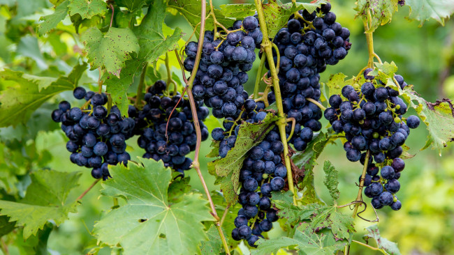 Обои картинки фото природа, Ягоды,  виноград, лоза