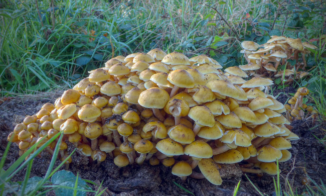 Обои картинки фото природа, грибы, опята