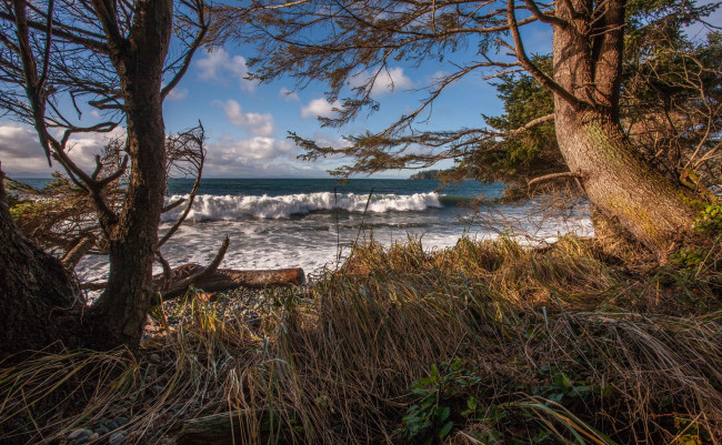 Обои картинки фото природа, побережье, волны, лес, берег