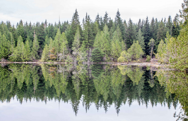 Обои картинки фото природа, реки, озера, река, лес