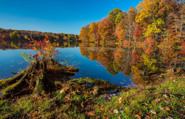 Обои картинки фото природа, реки, озера, река, лес