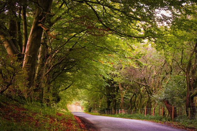 Обои картинки фото природа, дороги, шоссе, аллея