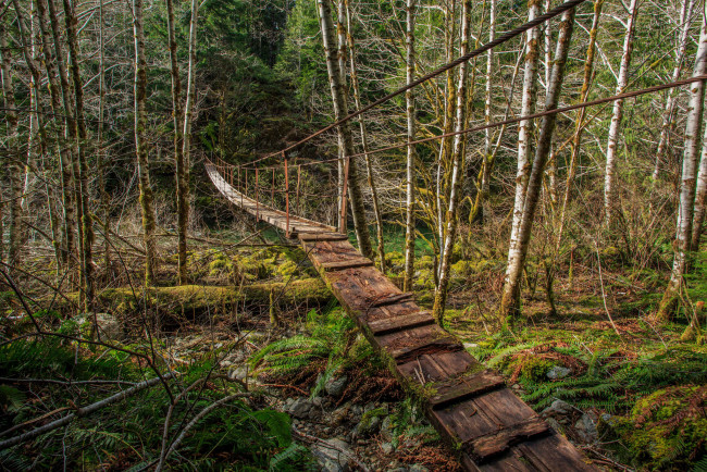 Обои картинки фото природа, дороги, мостик, лес, тропинка