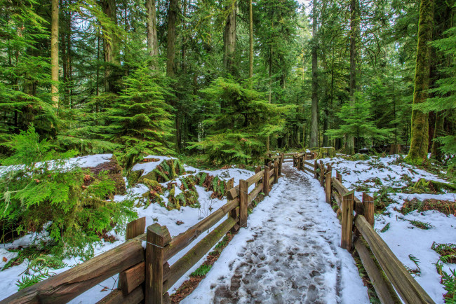 Обои картинки фото природа, дороги, снег, тропинка, изгородь, ели