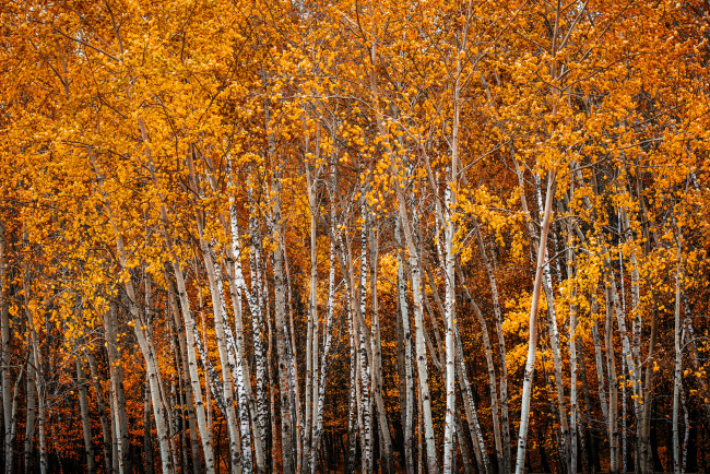 Обои картинки фото природа, лес, деревья, осень