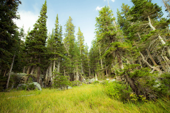 Обои картинки фото природа, лес, поляна, ели