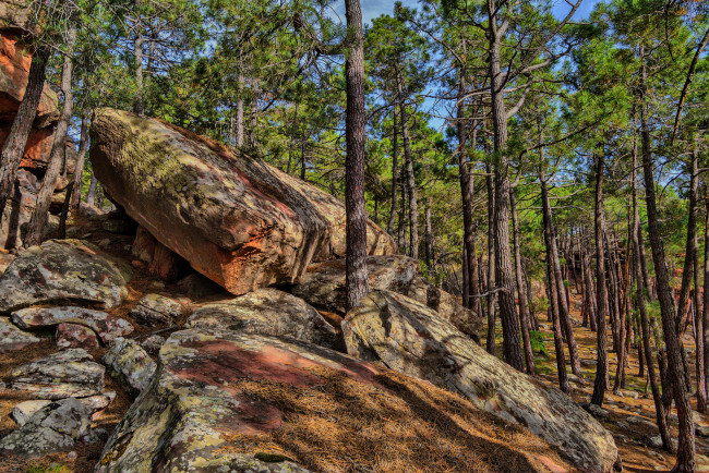 Обои картинки фото природа, лес, валуны, сосны
