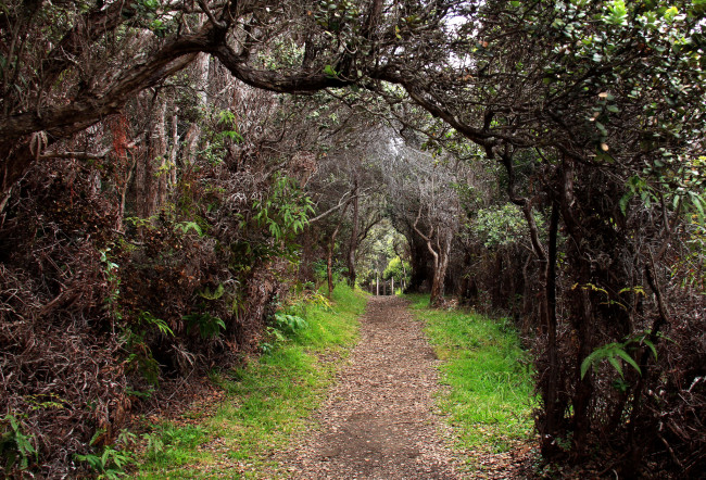 Обои картинки фото природа, дороги, тропинка, аллея