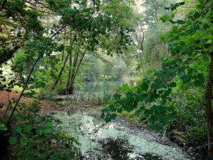 Картинка природа реки озера река лес