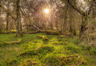 Картинка природа лес деревья