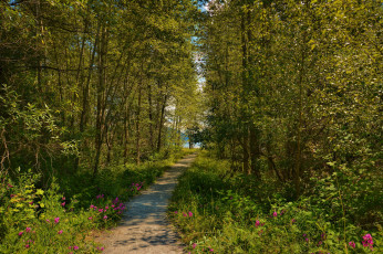 Картинка природа дороги тракт