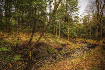 Картинка природа лес деревья