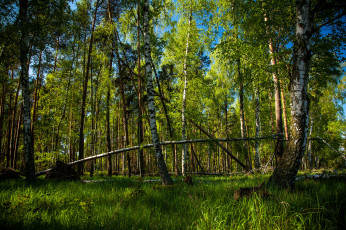 Картинка природа лес деревья