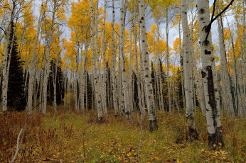 Картинка природа лес деревья