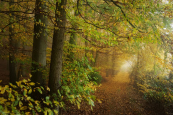 Картинка природа лес деревья