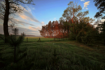 Картинка природа пейзажи деревья