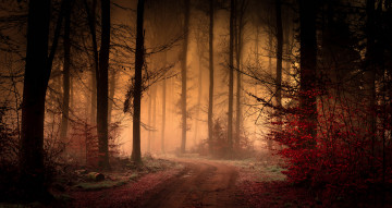 Картинка природа лес деревья