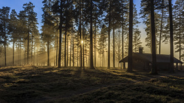 Картинка природа лес деревья