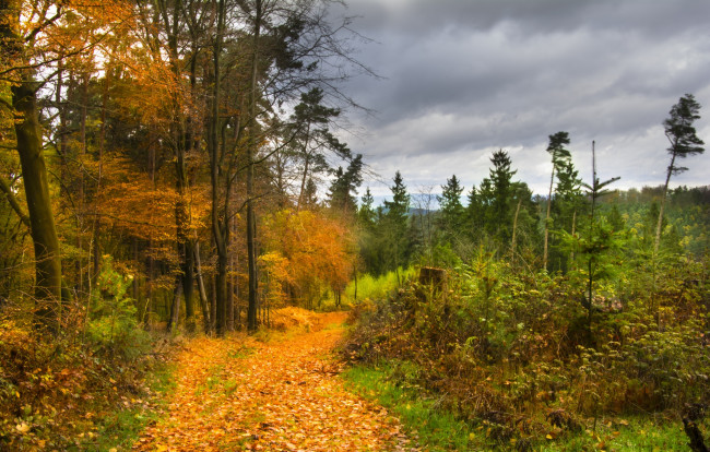 Обои картинки фото природа, лес, деревья