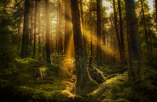 Обои картинки фото природа, лес, деревья