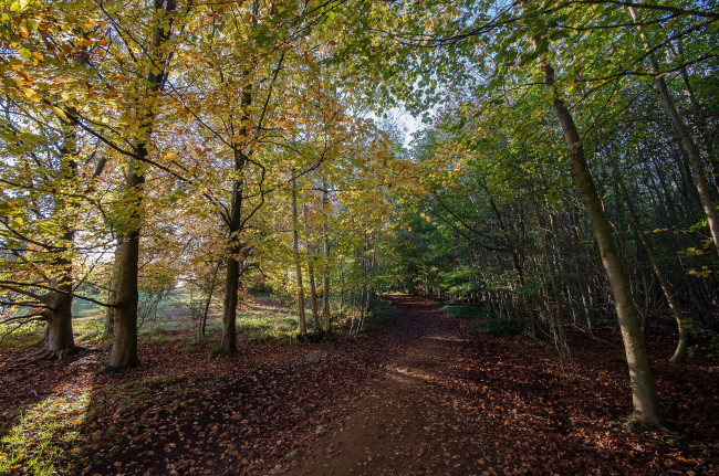 Обои картинки фото природа, дороги, тракт