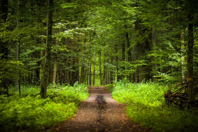 Обои картинки фото природа, дороги, тракт