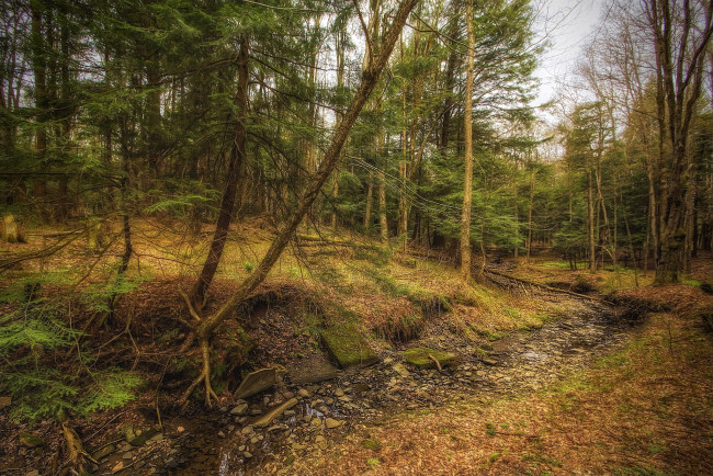 Обои картинки фото природа, лес, деревья