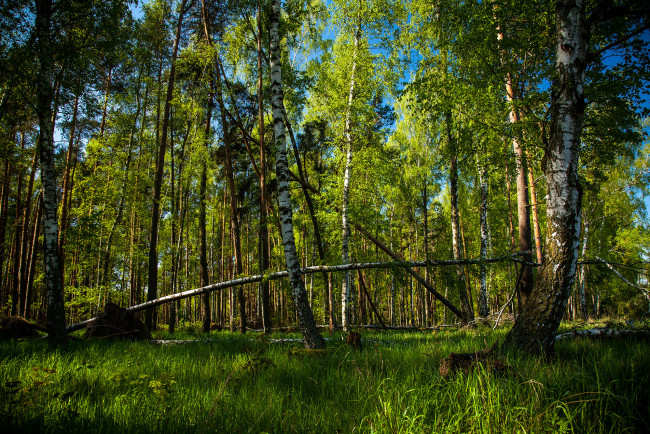 Обои картинки фото природа, лес, деревья
