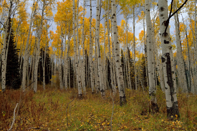 Обои картинки фото природа, лес, деревья