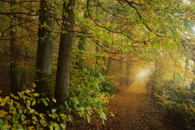 Обои картинки фото природа, лес, деревья