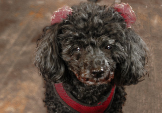 Картинка разное компьютерный+дизайн пудель собака дизайн животное