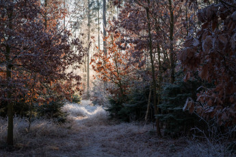 Картинка природа лес простор