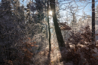 Картинка природа лес простор