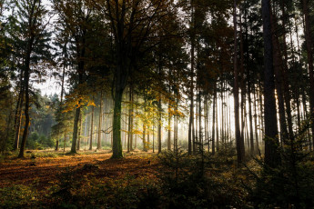 Картинка природа лес простор